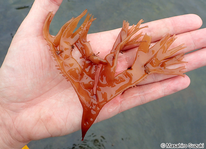 ニクムカデ Grateloupia carnosa