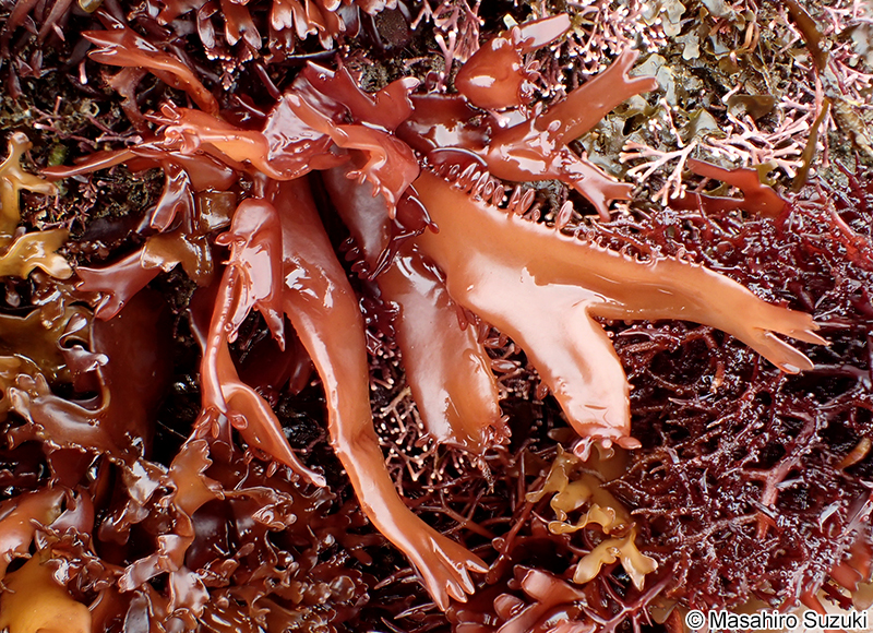 ニクムカデ Grateloupia carnosa