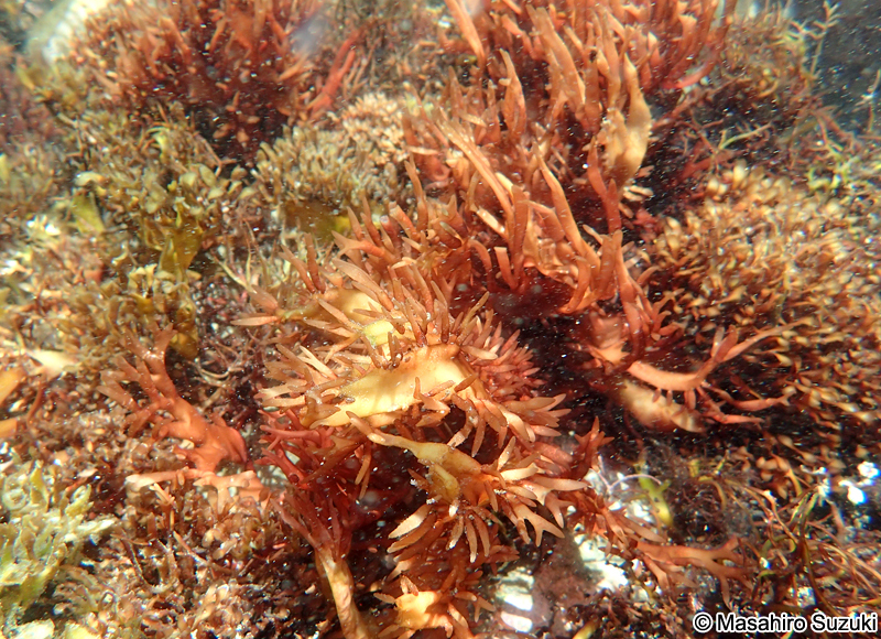 ニクムカデ Grateloupia carnosa