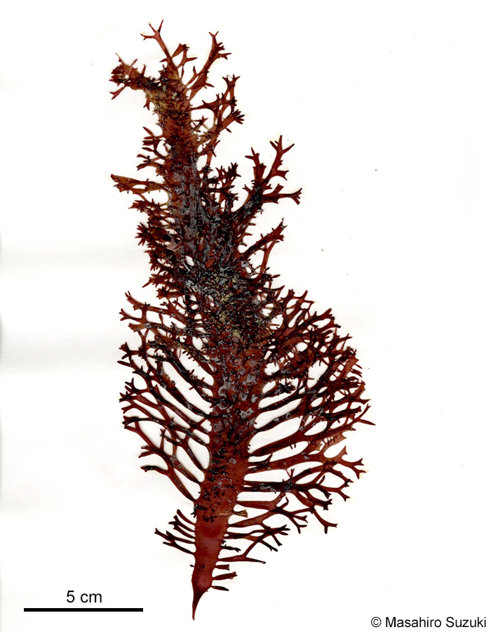 ニクムカデ Grateloupia carnosa