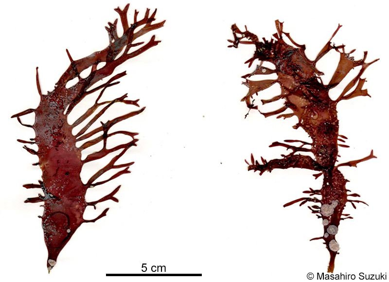 ニクムカデ Grateloupia carnosa