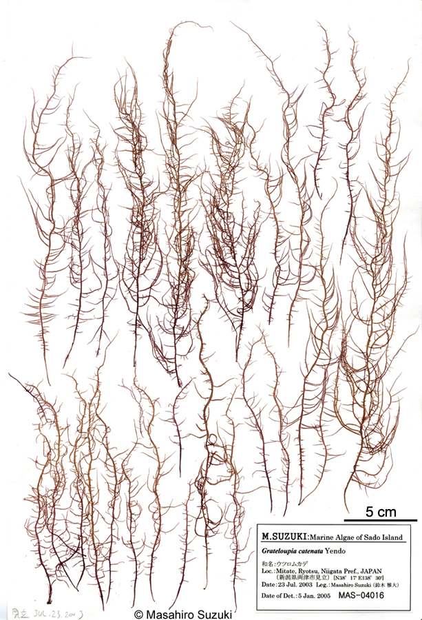 ウツロムカデ Grateloupia catenata