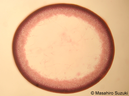 ウツロムカデ Grateloupia catenata