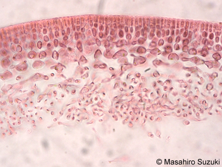 ウツロムカデ Grateloupia catenata