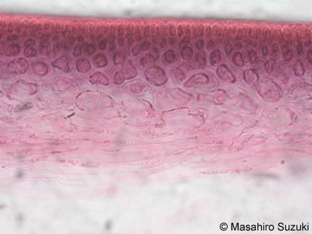 ウツロムカデ Grateloupia catenata