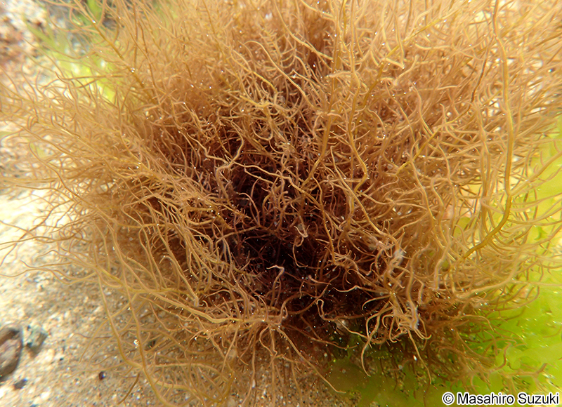 ウツロムカデ Grateloupia catenata