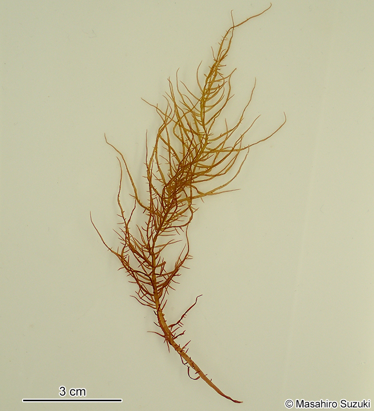 ウツロムカデ Grateloupia catenata