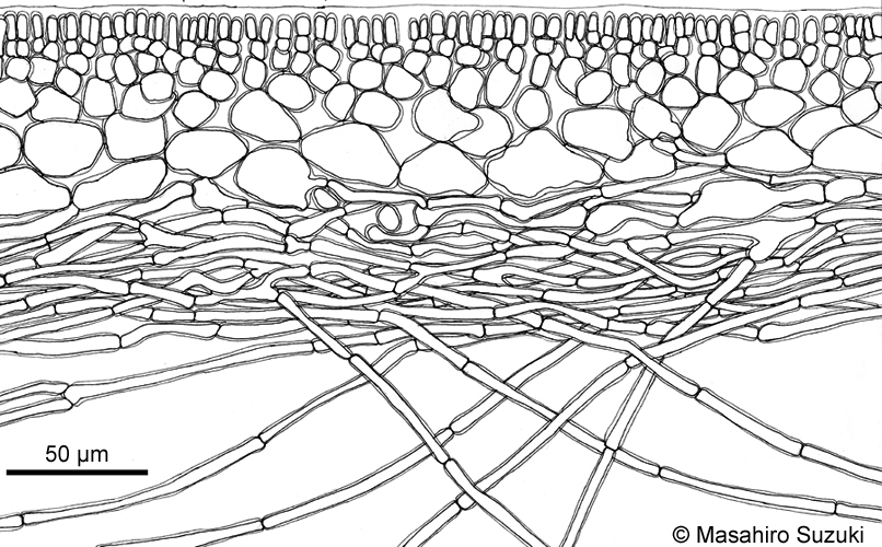 ウツロムカデ Grateloupia catenata