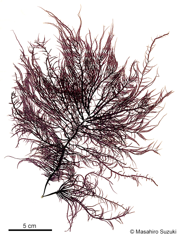 ウツロムカデ Grateloupia catenata