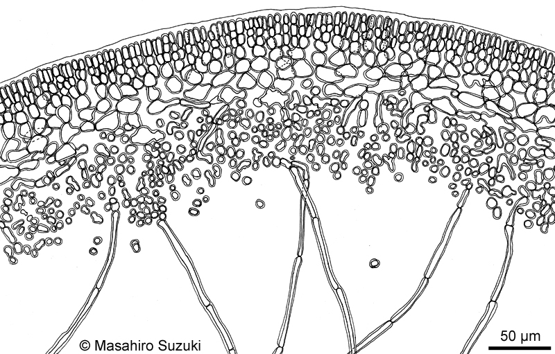 ウツロムカデ Grateloupia catenata