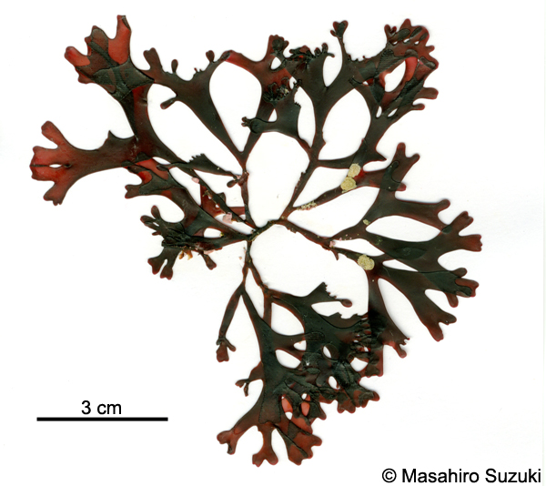 ヒトツマツ Grateloupia chiangii