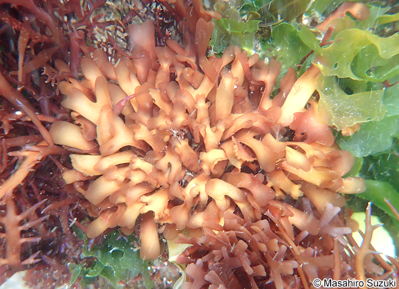 ヒトツマツ Grateloupia chiangii