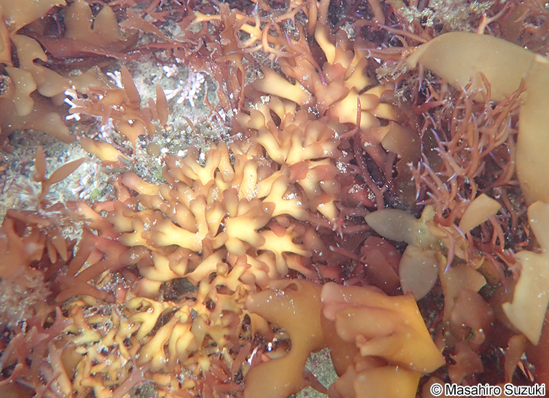 ヒトツマツ Grateloupia chiangii