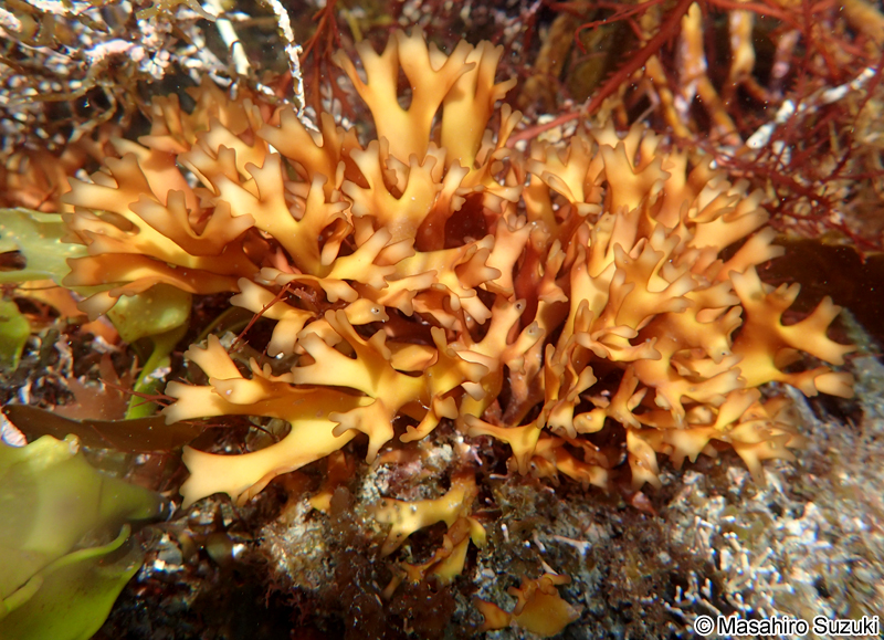 ヒトツマツ Grateloupia chiangii