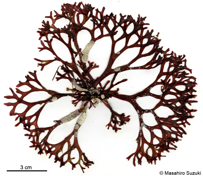 ヒトツマツ Grateloupia chiangii