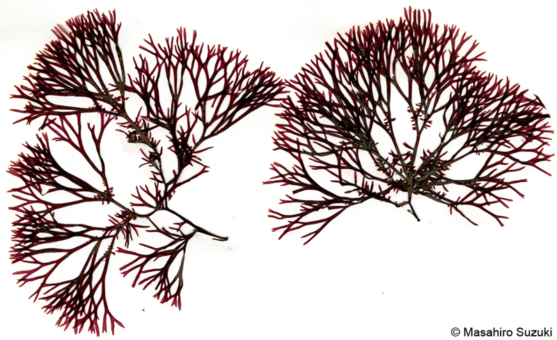 ツノムカデ Grateloupia cornea