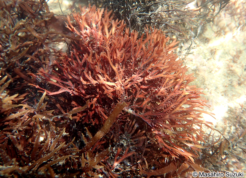 "Grateloupia" jejuensis