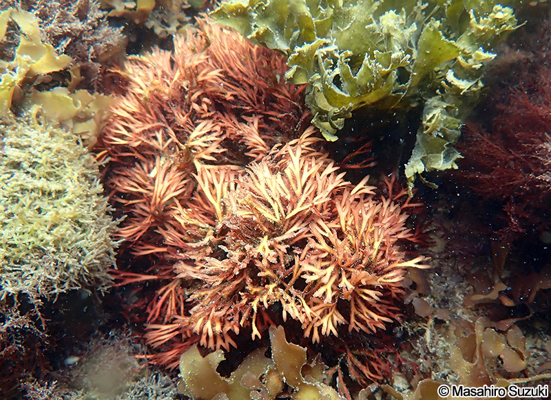 "Grateloupia" jejuensis