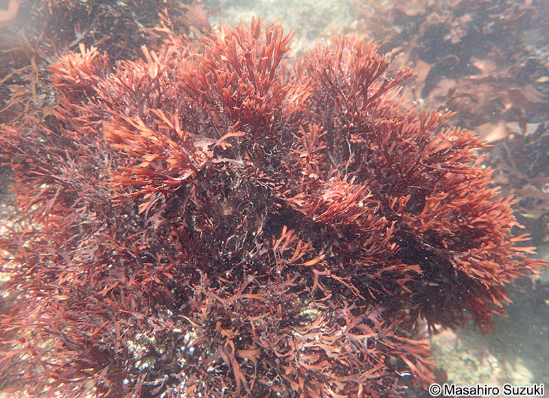 "Grateloupia" jejuensis