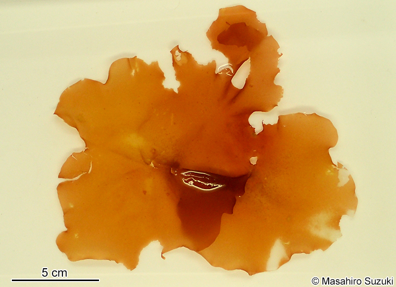 マルバフダラク Grateloupia kurogii