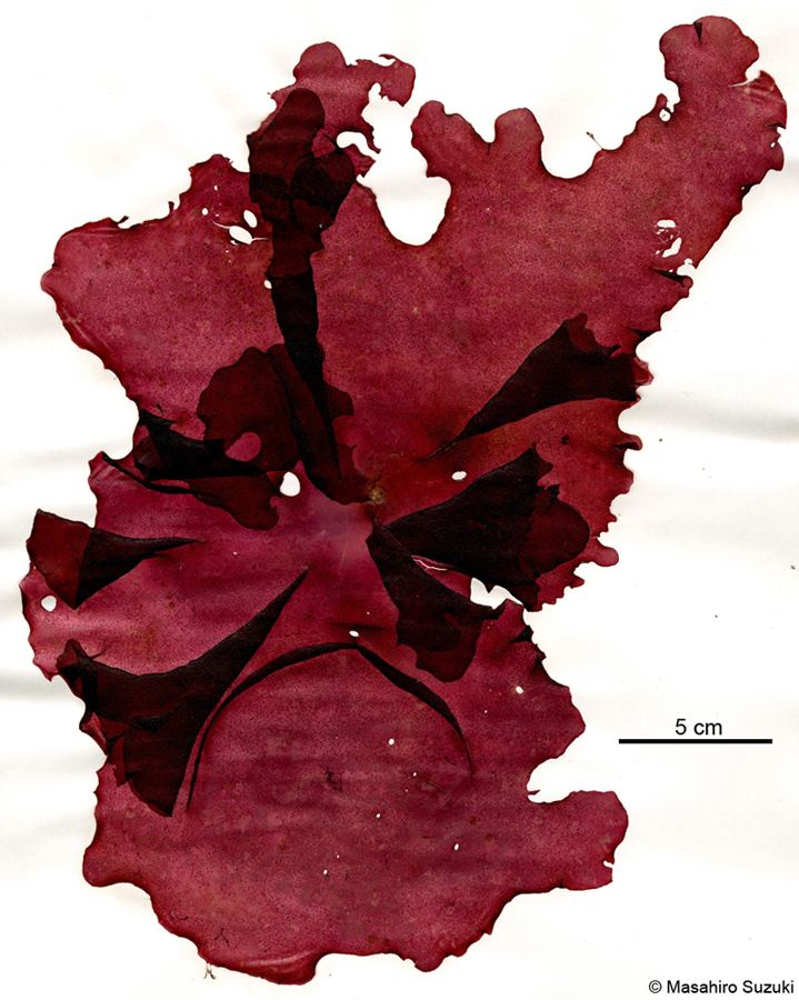 マルバフダラク Grateloupia kurogii