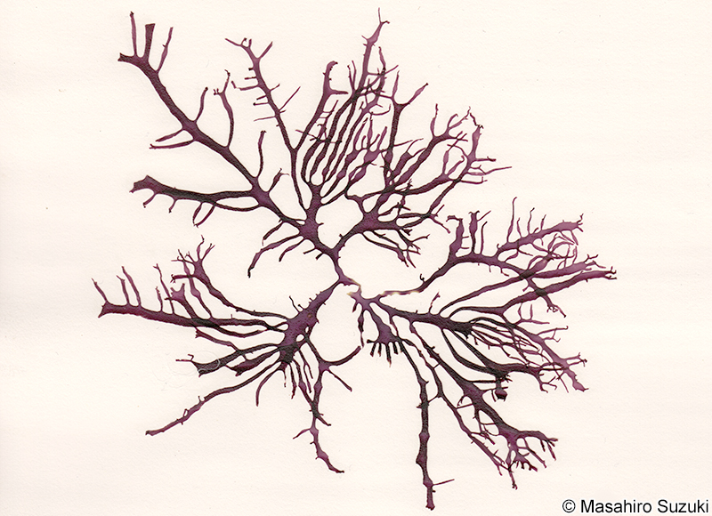 Grateloupia orientalis