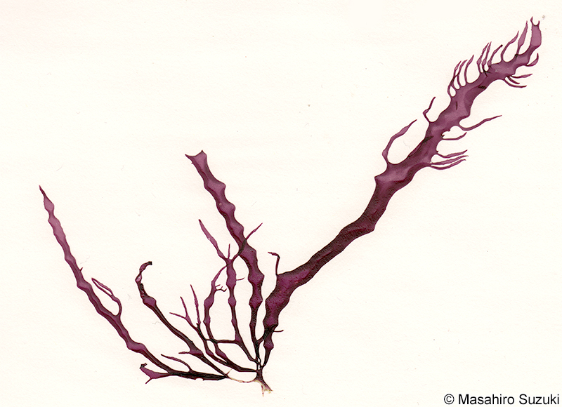 Grateloupia orientalis