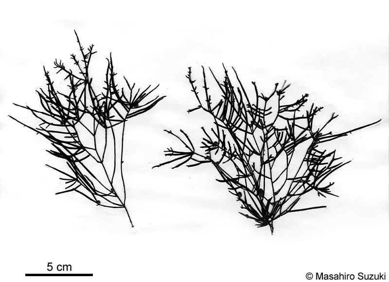 スジムカデ Grateloupia ramosissima