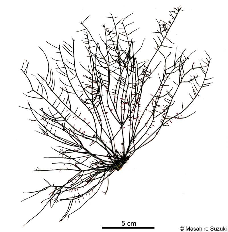 スジムカデ Grateloupia ramosissima
