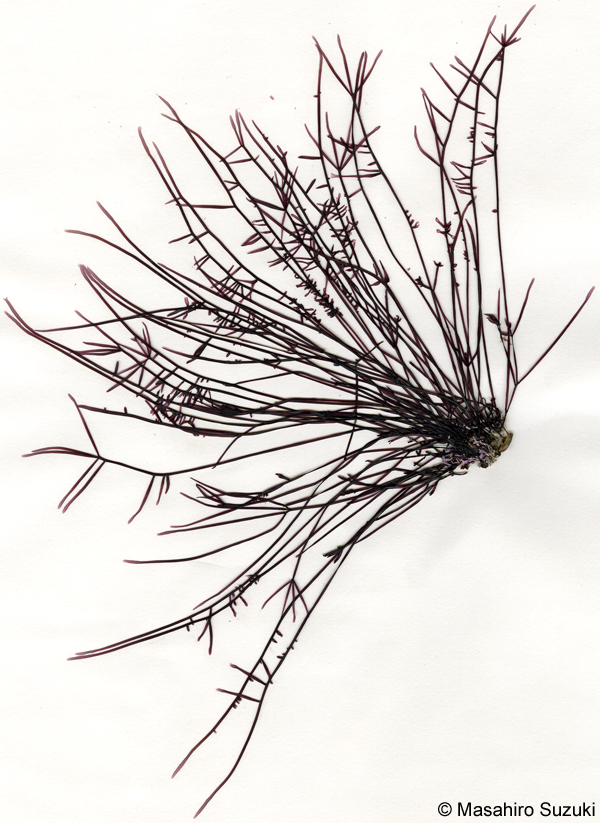 スジムカデ Grateloupia ramosissima