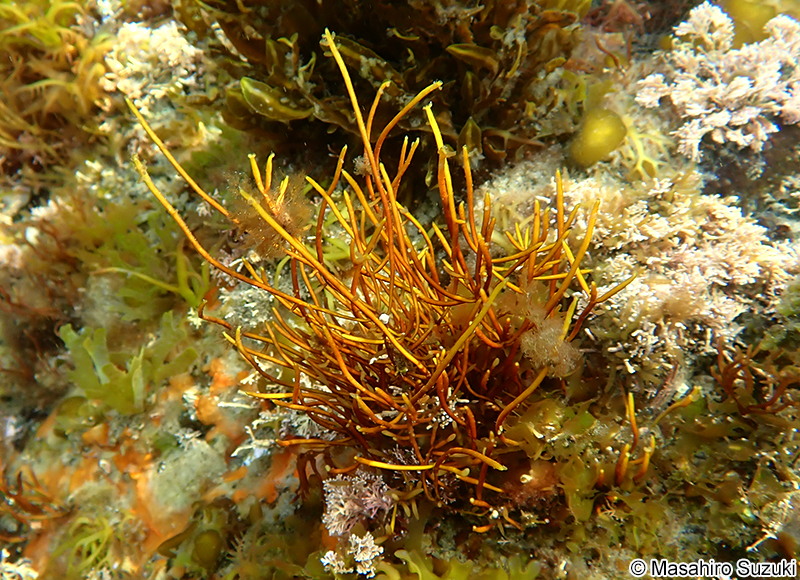 スジムカデ Grateloupia ramosissima