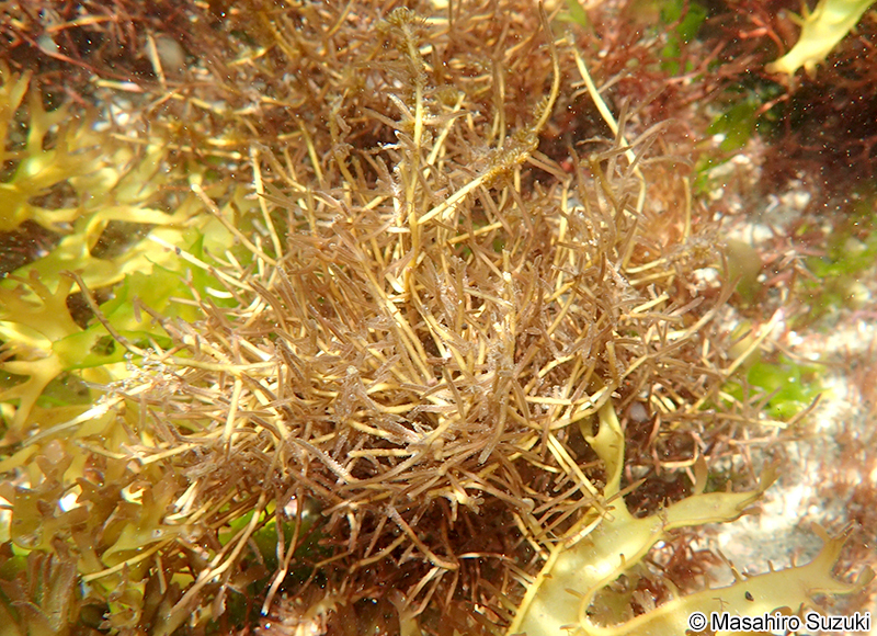 スジムカデ Grateloupia ramosissima