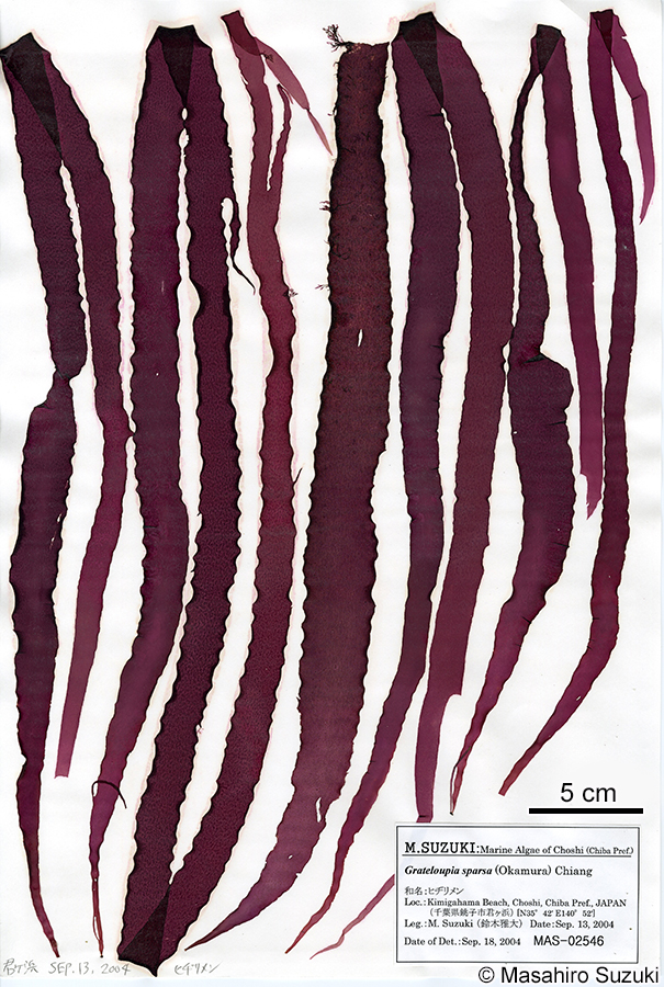 ヒヂリメン Grateloupia sparsa