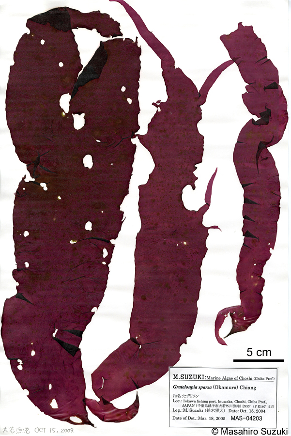 ヒヂリメン Grateloupia sparsa