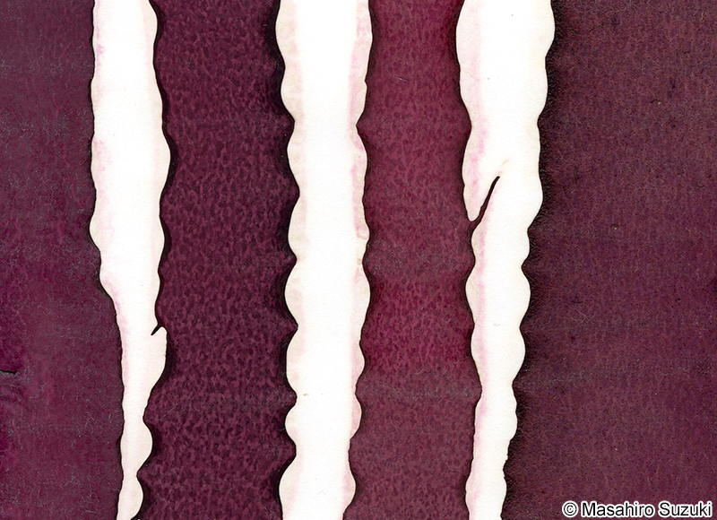 ヒヂリメン Grateloupia sparsa