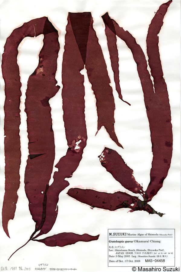 ヒヂリメン Grateloupia sparsa