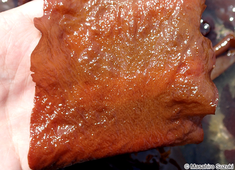 ヒヂリメン Grateloupia sparsa