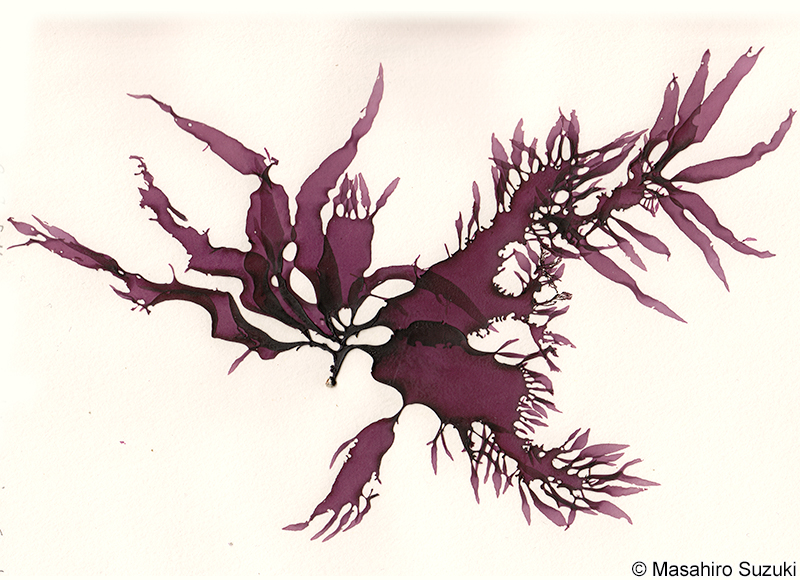 Grateloupia taiwanensis