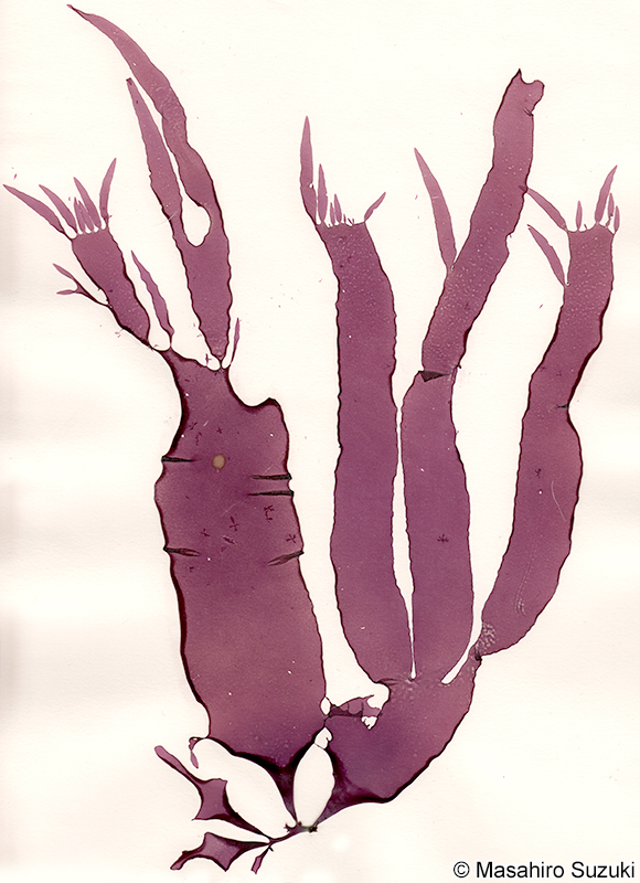 Grateloupia taiwanensis