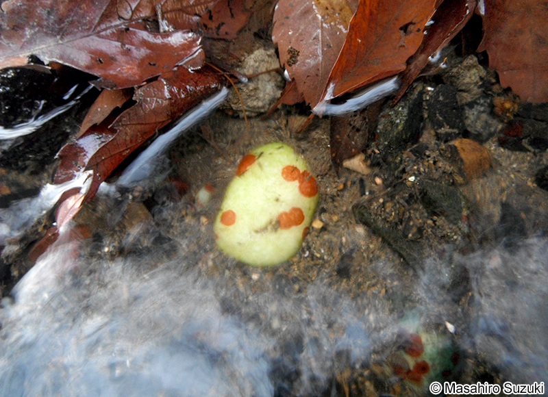 タンスイベニマダラ Riverina jigongshanensis