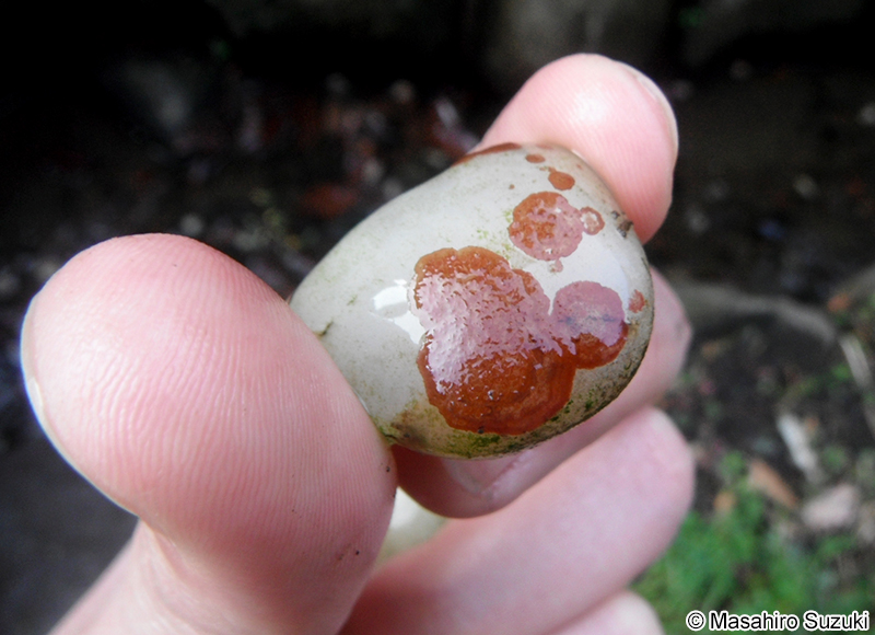 タンスイベニマダラ Riverina jigongshanensis