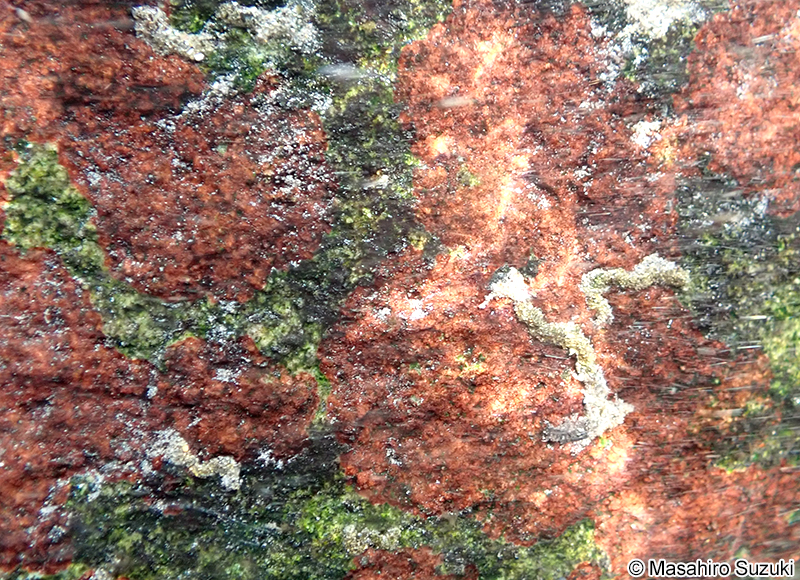 タンスイベニマダラ Riverina jigongshanensis