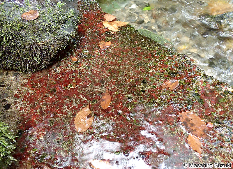 タンスイベニマダラ Riverina jigongshanensis