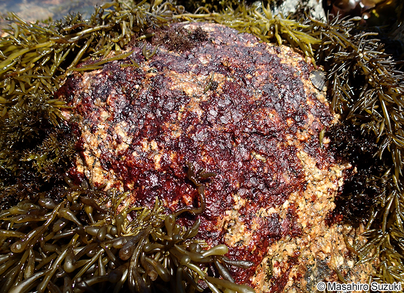 ベニマダラ Hildenbrandia rubra