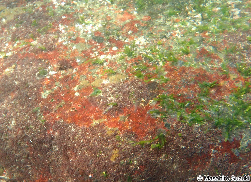 ベニマダラ Hildenbrandia rubra