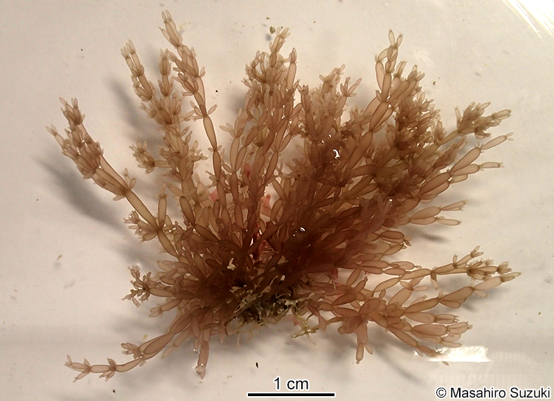 Lomentaria articulata