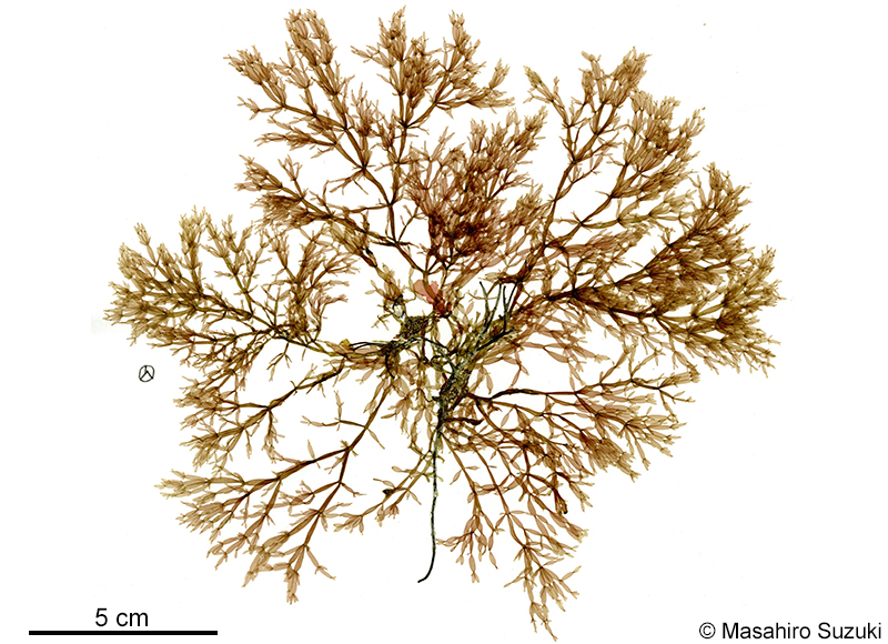 Lomentaria articulata