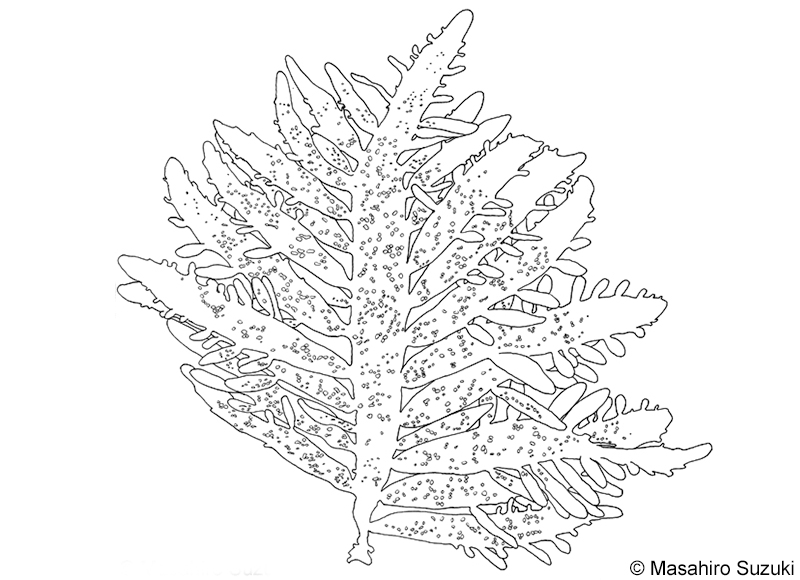 ヒロハフシツナギ Lomentaria pinnata