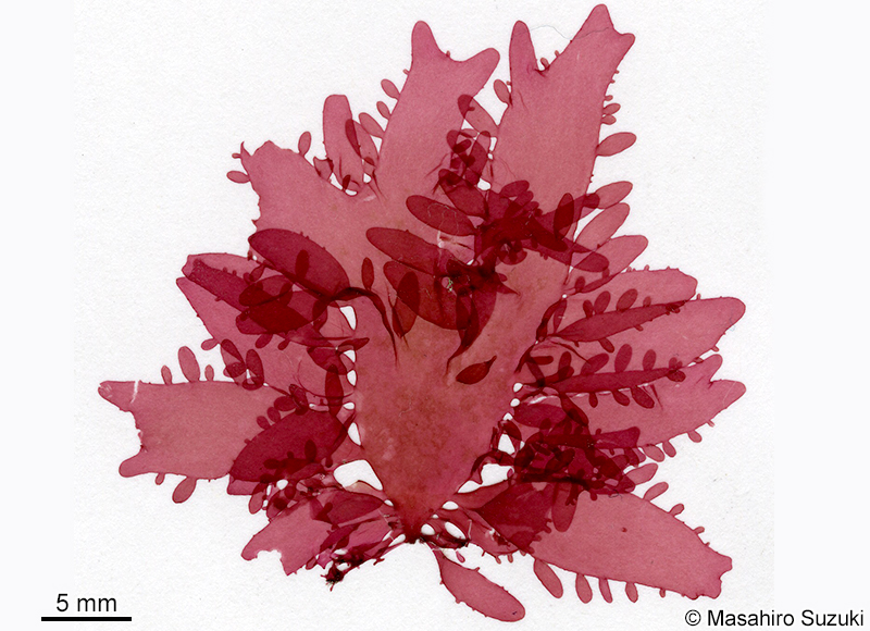 ヒロハフシツナギ Lomentaria pinnata