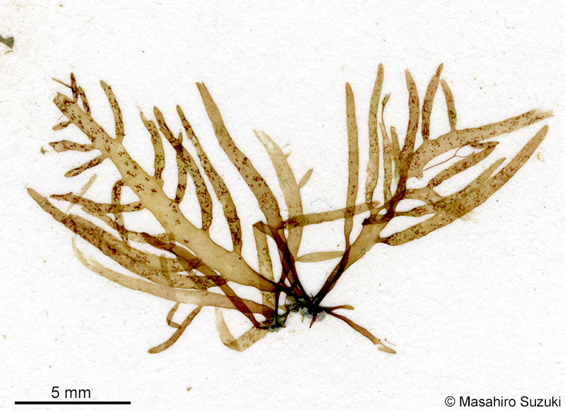 ヒロハフシツナギ Lomentaria pinnata